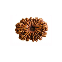 15 Mukhi Rudraksha