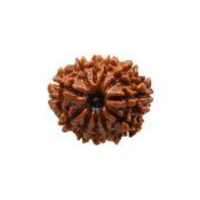 10 Mukhi Rudraksha
