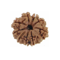 12 Mukhi Rudraksha