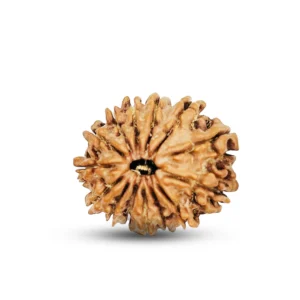 14 Mukhi Rudraksha