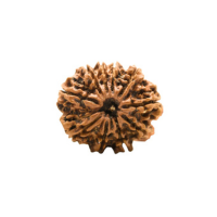 11 Mukhi Rudraksha