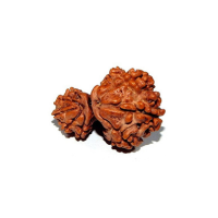 Garbh Gaurishankar Rudraksha